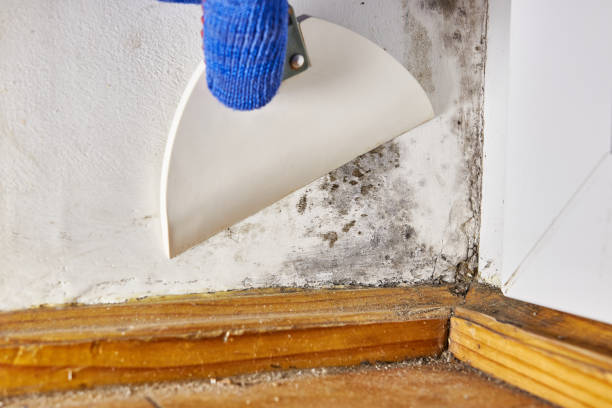 Best HVAC Mold Inspection and Cleaning  in Columbia, MD